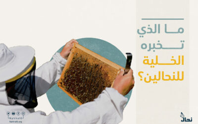 ما الذي تخبره الخلية للنحالين؟