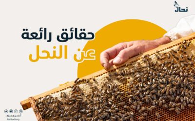 حقائق رائعة عن النحل