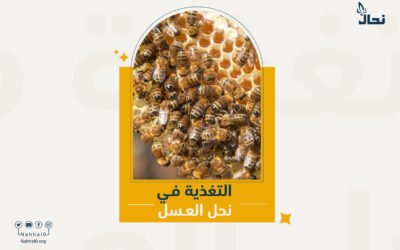 التغذية في نحل العسل