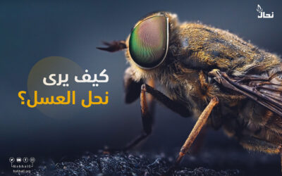 كيف يرى نحل العسل