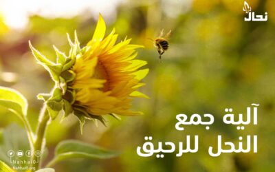 آلية جمع النحل للرحيق