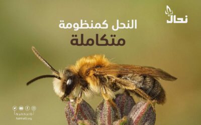 النحل كمنظومة متكاملة