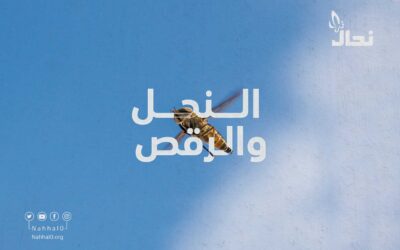 النحل والرقص