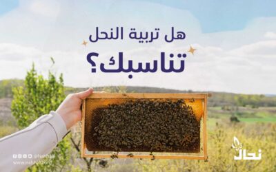 هل تربية النحل تناسبك؟