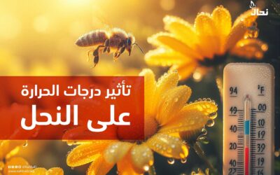 تأثير درجات الحرارة على النحل