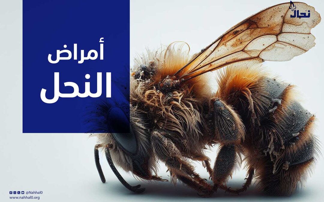 أمراض نحل العسل