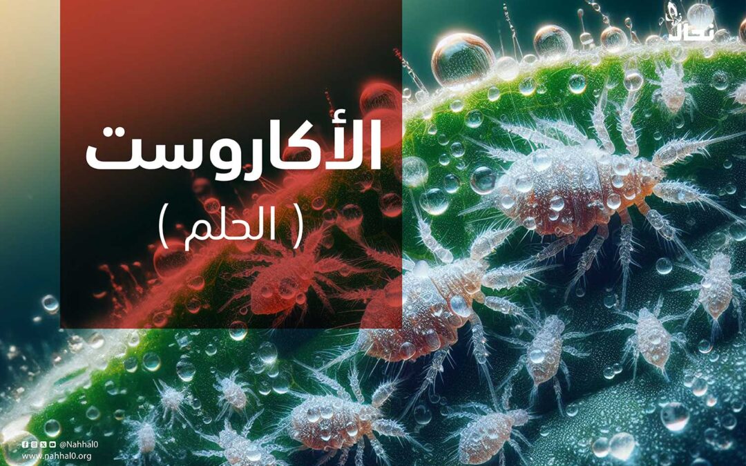 الأكاروسات (الحلم)