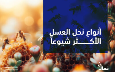 أنواع نحل العسل الأكثر شيوعاً