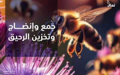 جمع وإنضاج وتخزين الرحيق