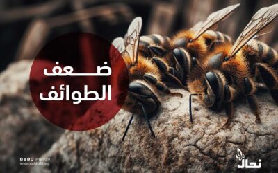 ضعف الطوائف