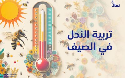 تربية النحل في الصيف