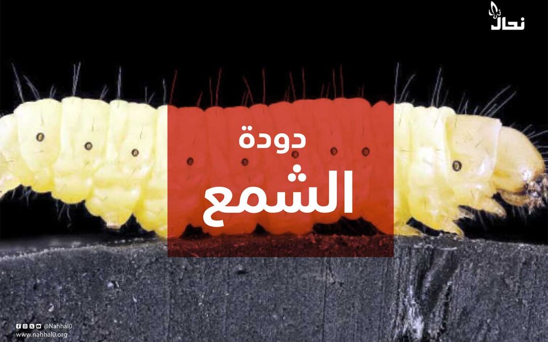 هل تهدد دودة الشمع خلايا نحلك؟ إليك الحل المجاني الآن😍