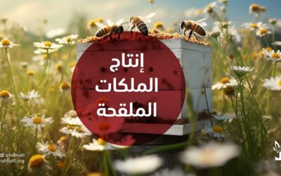 إنتاج الملكات الملقحة